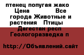 птенец попугая жако  › Цена ­ 60 000 - Все города Животные и растения » Птицы   . Дагестан респ.,Геологоразведка п.